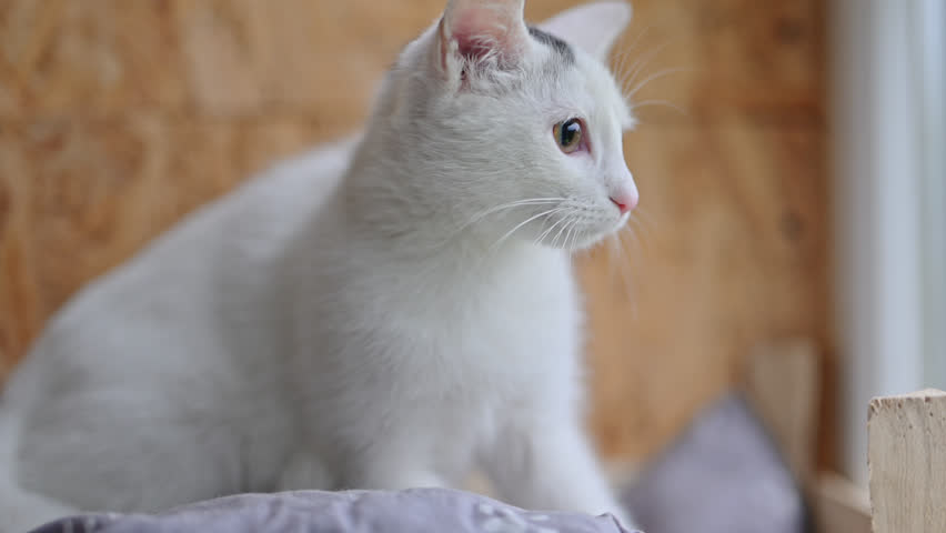 White kitten looks around cautiously in slow-motion, alert and curious, 4K cinematic pet moment