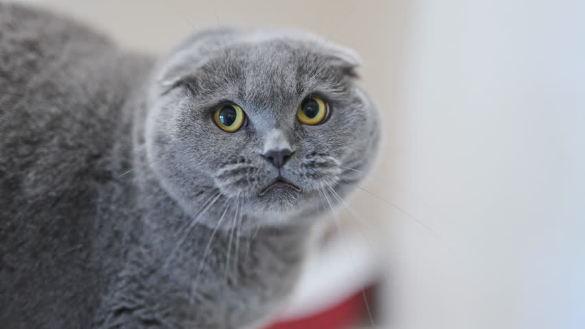 Scottish Fold cat with yellow eyes hisses aggressively, showing surprise and fear