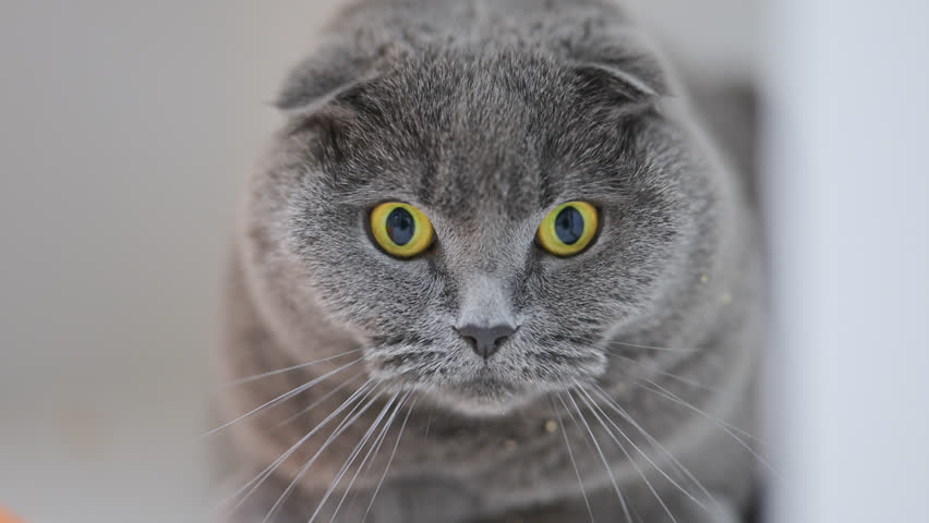Curious Scottish Fold cat with golden eyes stares into the camera with a surprised reaction