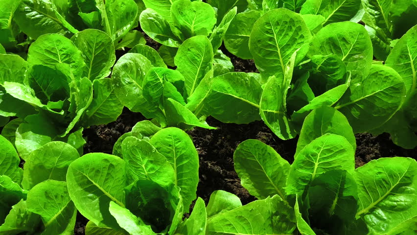 Growing romaine lettuce on an organic farm, organic food, and the agricultural industry