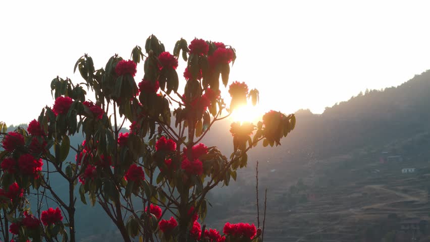 Red Rhododendron Laligurans in the jungle of Nepal.
