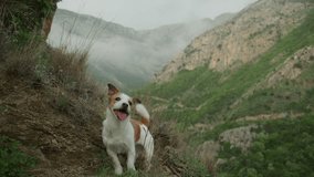 The dog Jack Russell Terrier carefully walks down a hillside trail between tall grass and rocks. The mountains fade in the background under soft mist. - Powered by Shutterstock - Get 15% off with code: PIKWIZARD15