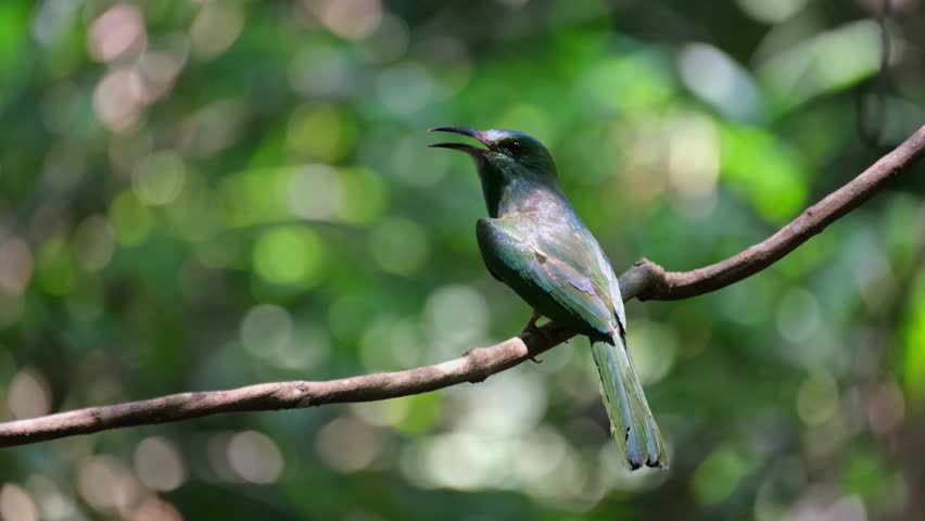 Seen from its back swinging on the vine while opening its mouth, Blue-bearded Bee-eater Nyctyornis athertoni, Thailand