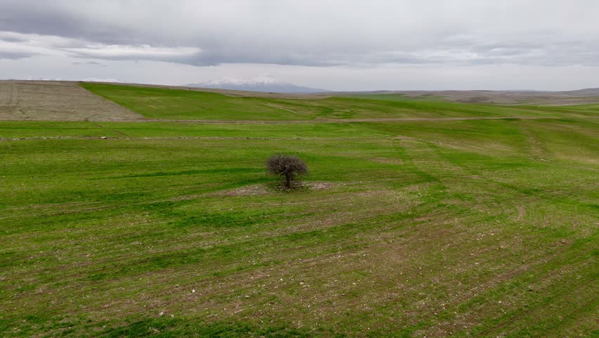 Lone tree landscape. Green agricultural fields, natural, rural, scene.