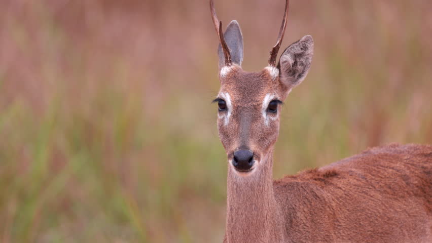 Pampas Deer Close-up slow motion in savanna grass of Bolivia