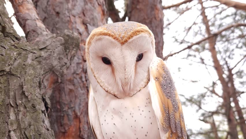 A barn owl sits on a pine branch in a coniferous winter forest