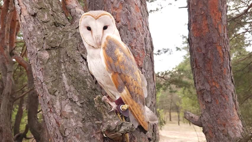 A barn owl sits on a pine branch in a coniferous winter forest