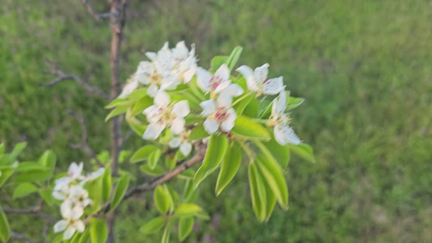 Spring blossom of pear. Flowers and buds on tree branches. Trees and fruits on summer cottages. Harvest