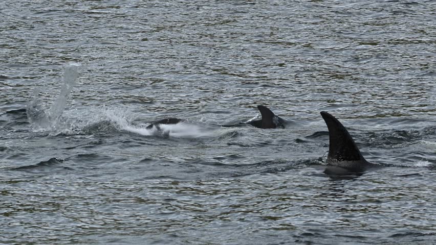 Slow motion footage of Orca killer whales splashing and diving together in the sea