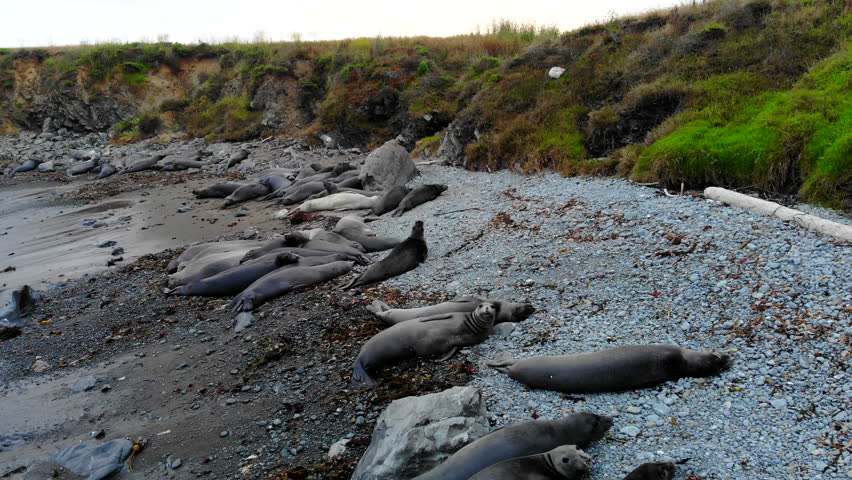 Elephant Seals resting in their rookery barking at drone in Central California Coast cove rocky beach near San Simeon, Hearst Castle, Cambria, Big Sur, highway 1, 4k Pro Res 422 HQ
