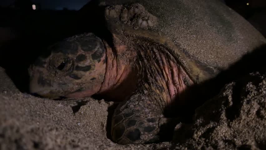 Hawksbill sea turtle laying egg seaside beach night in darkness summer season water animal ocean aquatic wildlife Iran culture wonderful nature Qatar tourism destination conservation natural habitat