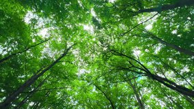 A tranquil view looking up through vibrant green tree canopies in a summer forest. Sunlight filters through the leaves, creating a peaceful and immersive nature experience in the heart of Krakow green - Powered by Shutterstock - Get 15% off with code: PIKWIZARD15