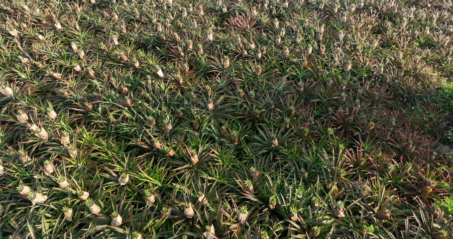 Pineapple grow on tree in garden