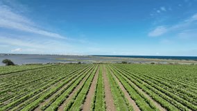 Vineyards at Maguelone France with coast town of Palavas in the distance, Aerial flyover rising shot - Powered by Shutterstock - Get 15% off with code: PIKWIZARD15