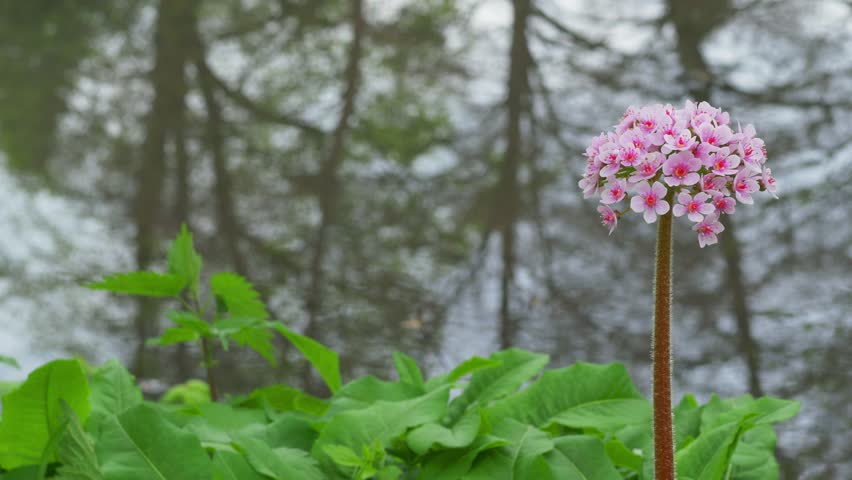 Darmera peltata
Darmera peltata, the Indian rhubarb or umbrella plant, shot in Canon Hill Park, Birmingham, England.