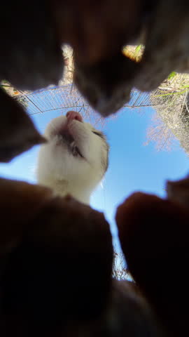 Vertical video. White Cat Licking Its Lips While Eating Food from a Bowl, Captured from a Low-Angle Fisheye Perspective with a Blue Sky Background, Creating a Unique and Funny View