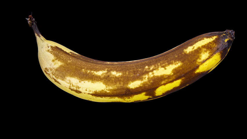 Ripening And Decaying Banana Isolated On Black Background. Bright Yellow Ripe Banana Overripe. Time Lapse Fruit Decay