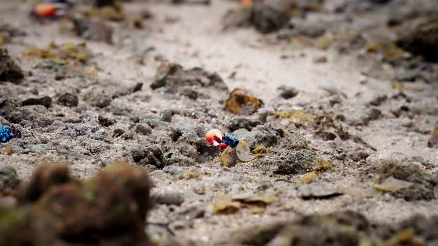 Mangrove crab burrows on sandy beach with fiddler crabs scared into hiding