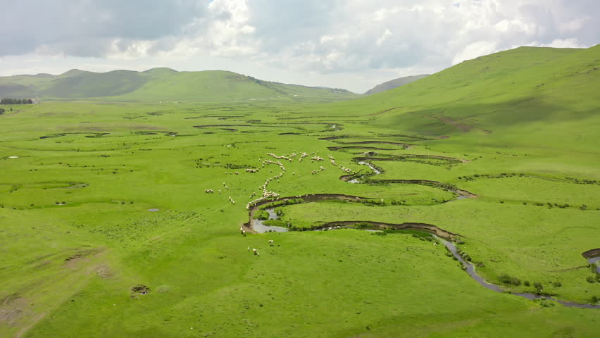 Ordu Aybastı Perşembe Plateau. Meanders merge with sheep flocks grazing on wide pastures, creating a pastoral scene. Drone follows sheep.