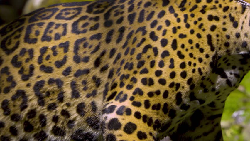 Great jaguar walking in front of the camera