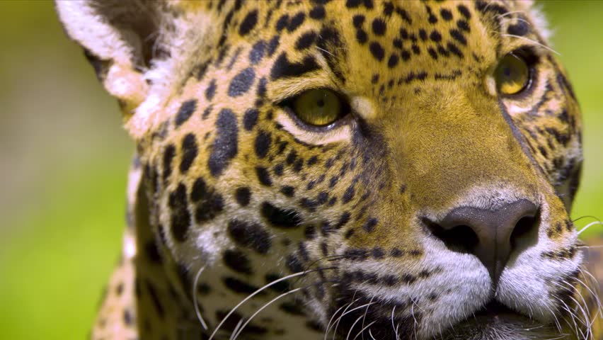 Close up of a Jaguar face in Slow-motion