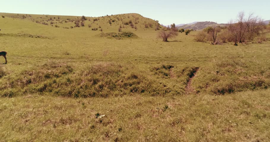 Aerial UHD 4K flight over wild staying horses herd on meadow. Flying over wild summer mountains nature. Beautiful animals at sunny rural green grass farm. Freedom ecology concept.