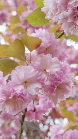 Beautiful cherry blossom in spring. Pink Japanese sakura flowers in April. Beautiful scenic park with cherry tree. Nature and environment. Slow motion vertical video 4K