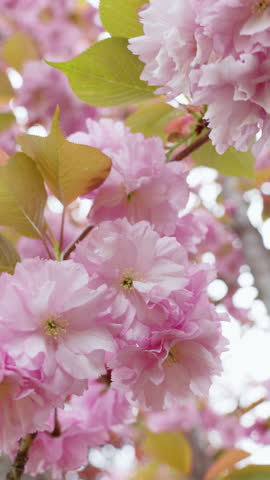 Beautiful cherry blossom in spring. Pink Japanese sakura flowers in April. Beautiful scenic park with cherry tree. Nature and environment. Slow motion vertical video 4K