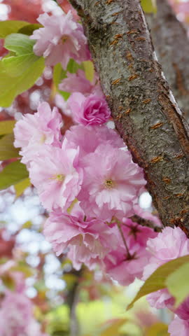Close-up of cherry blossom sakura branches in spring. Pink Japanese sakura flowers in April. Beautiful scenic park with cherry tree. Nature and environment. Slow motion vertical video 4K