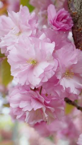 Close-up of cherry blossom sakura branches in spring. Pink Japanese sakura flowers in April. Beautiful scenic park with cherry tree. Nature and environment. Slow motion vertical video 4K