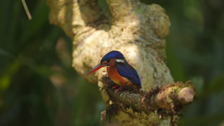 a Blue-eared kingfisher bird stands on a branch and the flies down to catch a fish