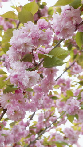 Beautiful cherry blossom in spring. Pink Japanese sakura flowers in April. Beautiful scenic park with cherry tree. Nature and environment. Slow motion vertical video 4K