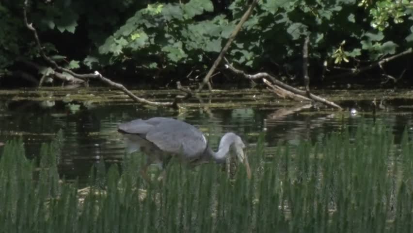 A Grey Heron, Ardea cinerea, hunting at edge of lake. June. UK