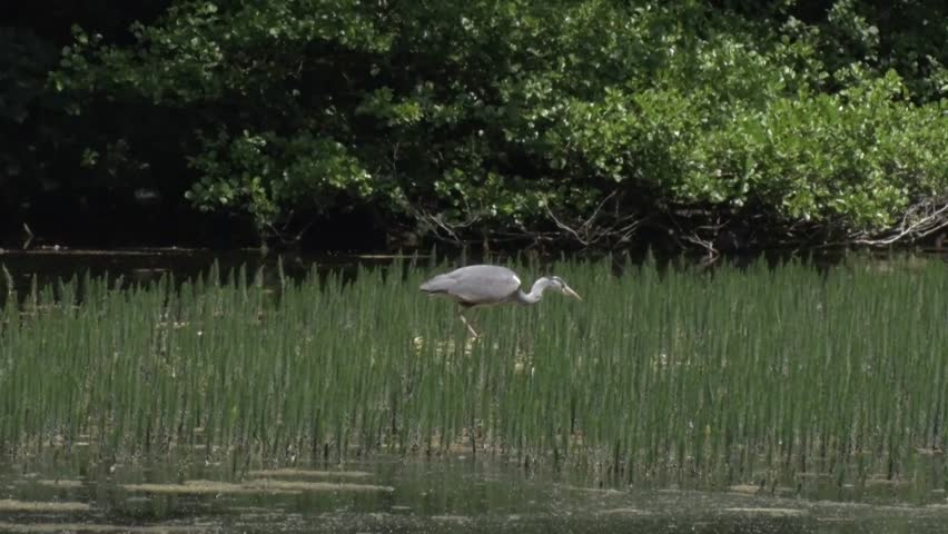 A Grey Heron, Ardea cinerea, hunting amongst vegetation at lake edge. June. UK
