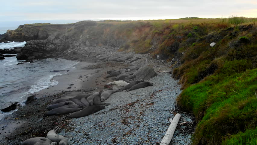 Elephant Seals resting and sleeping in cove rookery at sunset in San Simeon, Central California Coast near Cambria, Hearst Castle, Big Sur, Highway 1, 4k drone flyover Pro Res 422 HQ