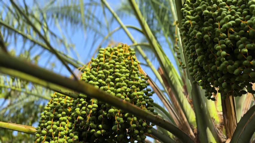 Palm dates in spring season tropical fruit tree with green raw fruit summer scenic sunshine in palm groves backyard garden orchard at morning time in saudi arabia iraq agriculture local people in Iran