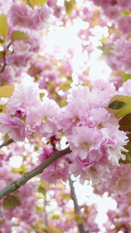 Beautiful cherry blossom in spring. Pink Japanese sakura flowers in April. Beautiful scenic park with cherry tree. Nature and environment. Slow motion vertical video 4K