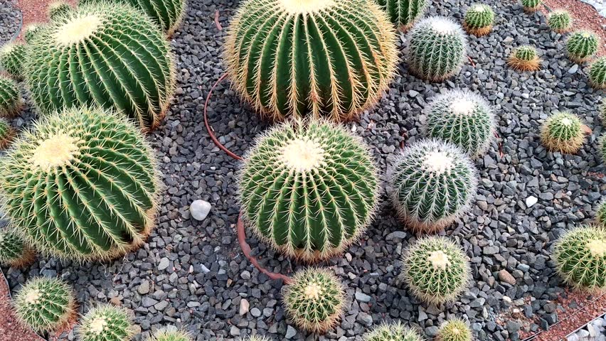 Video with Golden Barrel Cactus. Echinocactus grusonii. 4K