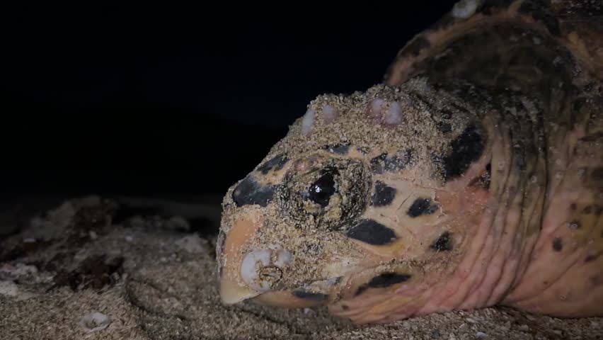 Hawksbill sea turtle trying egg ball at night in beach spring season wildlife in iran environment conservation ocean animal swimming to beach in tidal time to birth rural village seaside sand beach