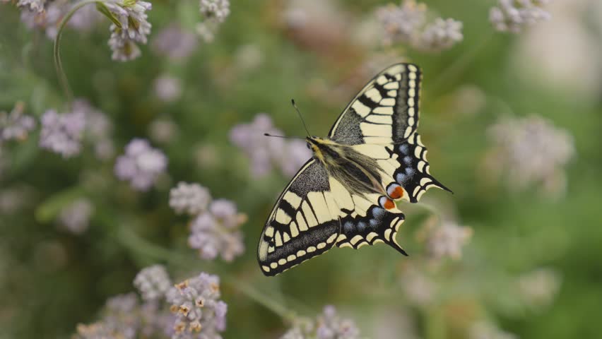 Macro shot of a newly hatched swallowtail butterfly on lavender