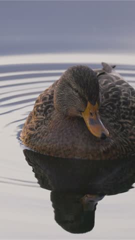 Calm Duck Floating on Still Water with its Reflection in British Columbia