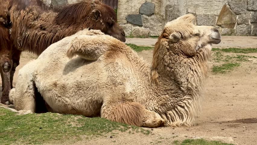 A tranquil and serene scene featuring camels peacefully resting in their natural desert environment