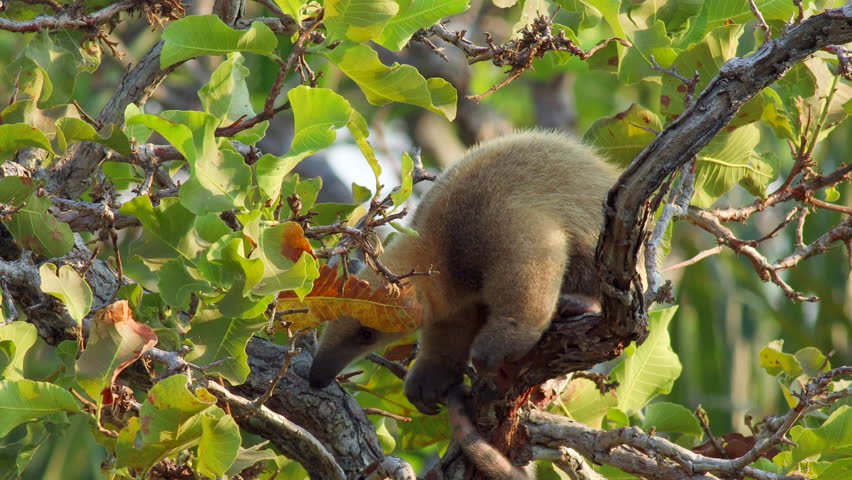 Tamandua anteater baby resting in tree in rainforest edge in tropical grass savanna in Barba Azul Nature Reserve