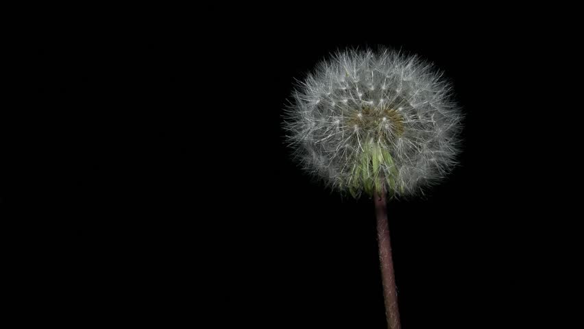 Closeup of a dandelion fluff at night