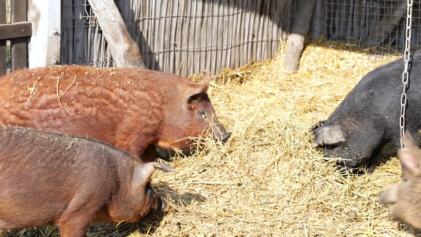 Mangalica pigs feeding on hay in straw-covered farmyard