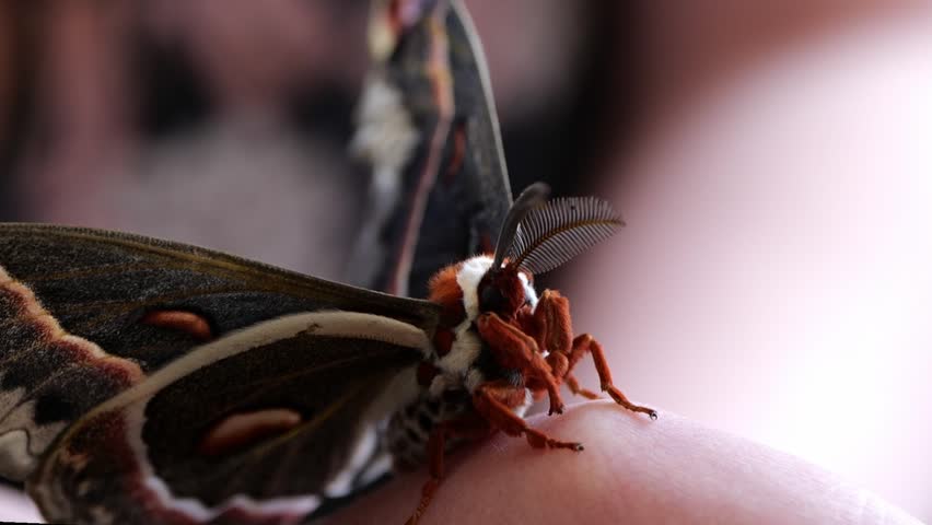 Handheld Cecropia Moth with Ambient Light Indoors