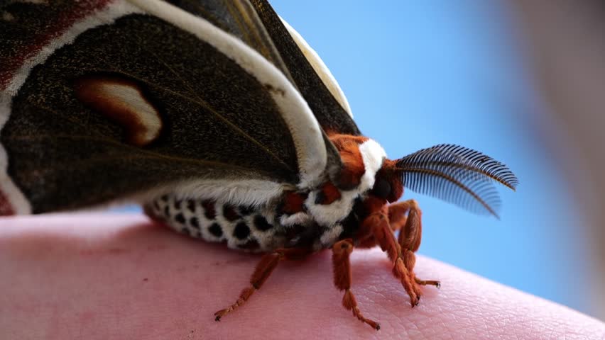 Close up of Emerged Cecropia Moth
