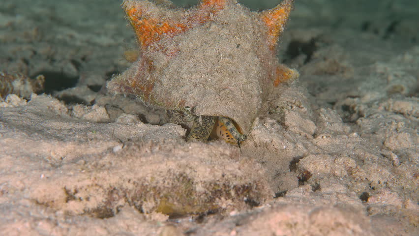 Queen Conch on the Sand, Searching for Food in the Caribbean Sea