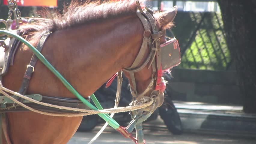 Horses pulling a cart during a break in a city park in Semarang, Central Java. Friendly pets.