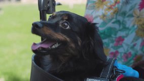 A cheerful dog sits comfortably in the seat of a woman’s walker outdoors. Great for themes of companionship, aging, mobility, and pet joy. - Powered by Shutterstock - Get 15% off with code: PIKWIZARD15